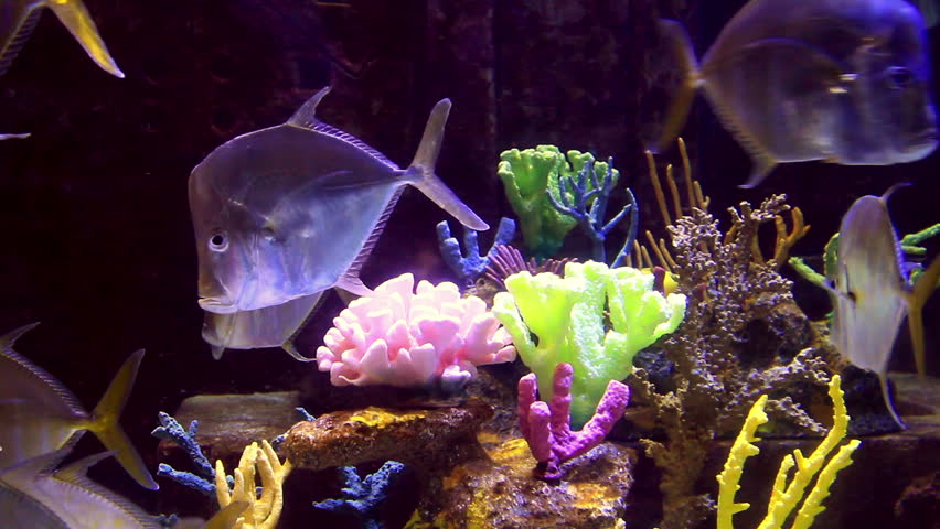 aquarium sealife closeup, school of fish in a tank