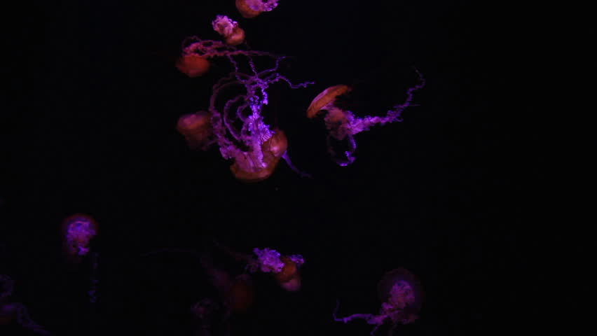 jellyfish inside an aquarium, neon lighting