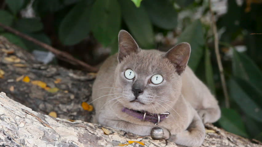 grey cat collar