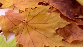 Autumn Maple leaves background. Close up. HD Shot With Motorized Slider.