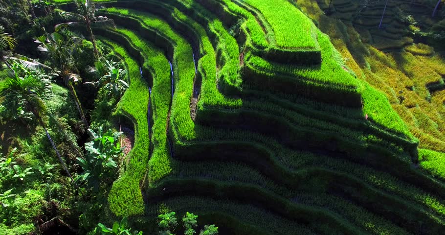 Famous attraction of Ubud. Rice terrace field plantation at Tegallalang. Aerial top view. Bali Indonesia Royalty-Free Stock Footage #20479312