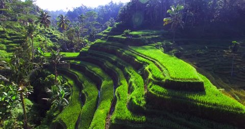 Famous attraction of Ubud. Rice terrace field plantation at Tegallalang. Aerial top view. Bali Indonesia