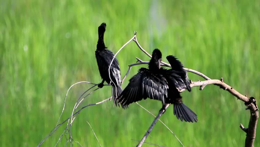 A bird in the family Anatidae smallest in Africa. With a length of about 52 cm body, mouth and throat are shorter than the birds in the same family.  
