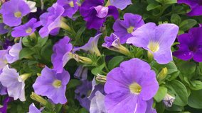 Purple petunia flower background. Spring blooming nature in the garden. Beautiful floral blossom of plants. Beauty of colorful green, violet summer flora, fresh botany growth closeup, bright, vibrant.