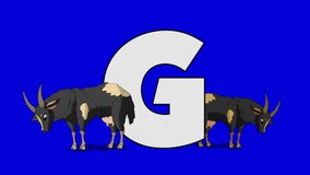 Letter G  and  Goat  (foreground). Animated animal alphabet isolated. Animal in a foreground of a letter.