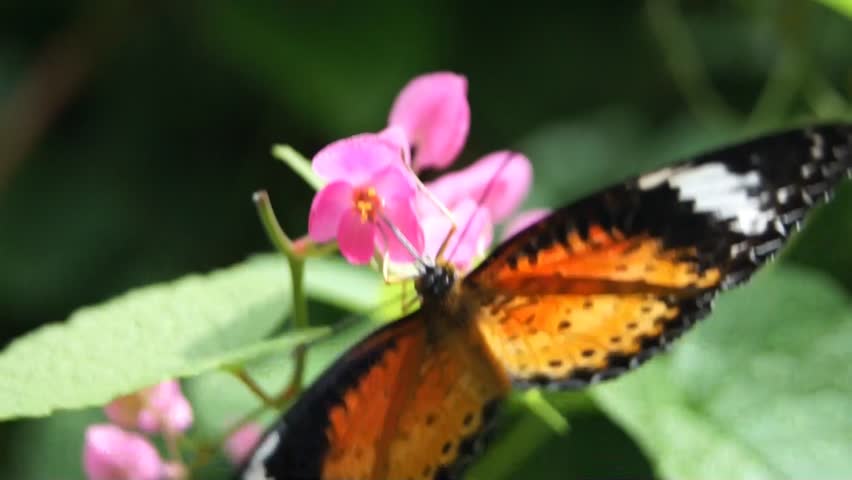 Butterfly farm.