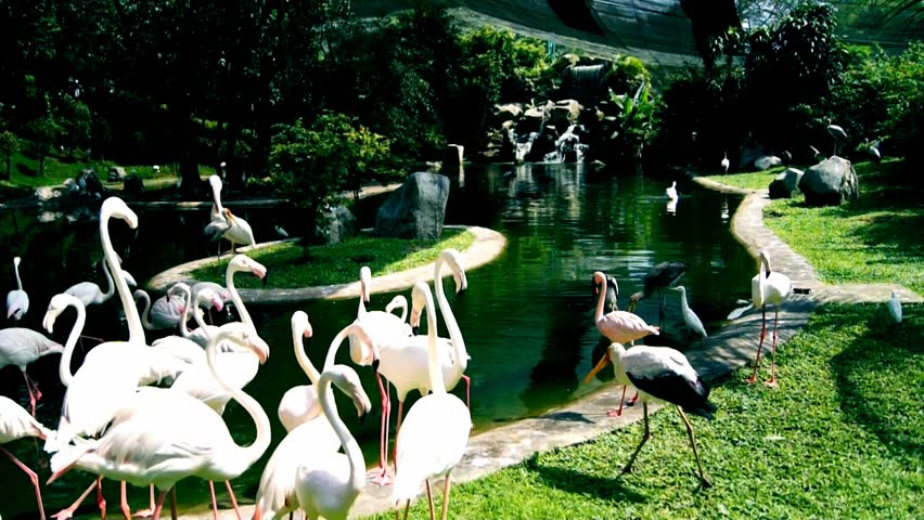Flamingos.