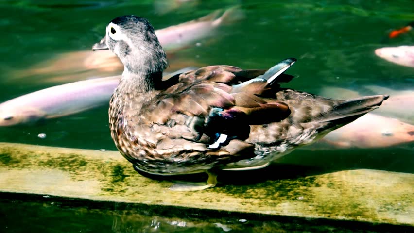 Brown duck on water.