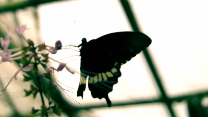 Butterfly farm.
