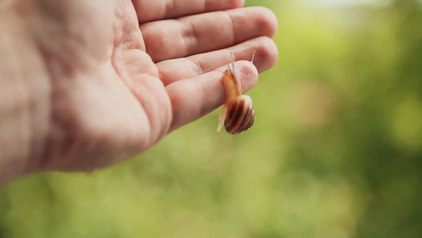 Beautiful city snail on hand