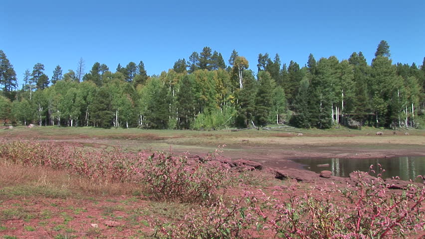 Pinetop Bushes and Trees