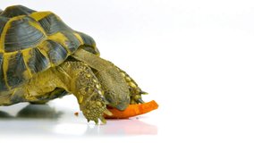 Russian tortoise eating a carrot. Studio shot on white background. (av17523c)