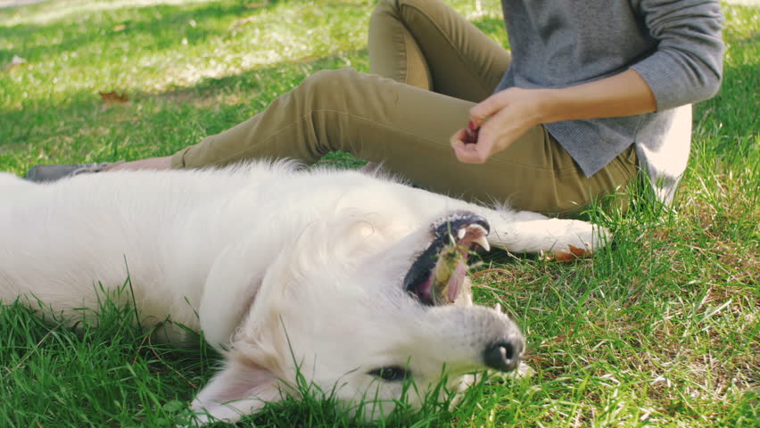 Young female playing with labrador retriever dog in park