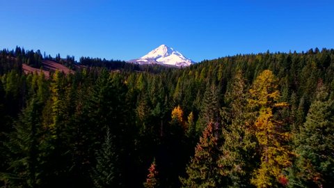 Flying above the trees towards a snow capped Mt. Hood in Oregon in the Fall.