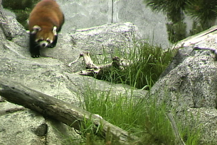 Red Panda