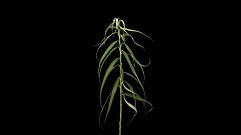 Time-lapse of drying Willow (or sallows or osiers) branch leaves 5a4 in 4K PNG+ format with ALPHA transparency channel isolated on black background

