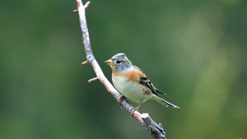 brambling bird on branch watching alerted