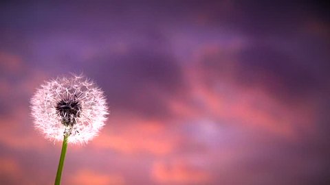 Blowing Dandelion Seeds. Flying dandelion seeds on a background tragic sunset.  Slow motion 240 fps. High speed camera shot. Full HD 1080p.
