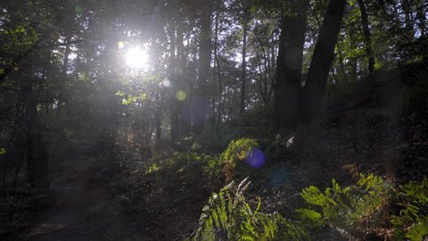 Magic Wood with smooth sunbeam light thought for situation like mystery, fairy-tale dreaming  Stock-video