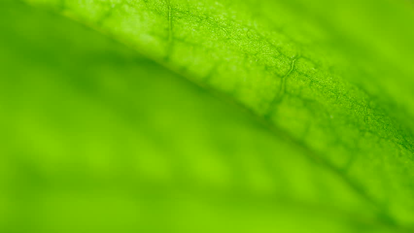 Green leave structure