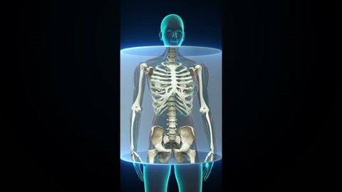Zooming Female body and scanning  Human skeletal structure, bone system, Blue X-ray light.HD
