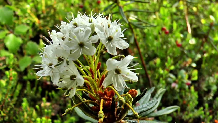 Small white flowers of wild rosemary tremble in the wind in the northern tundra.