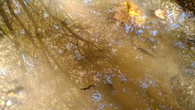 Puddle with autumnal leaves