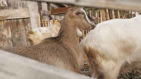 Close-up of curious look of domestic animal Capra aegagrus hircus in the barn 4K 2160p 30fps UltraHD footage - Stall adapted for domesticated goats 3840X2160 UHD video
