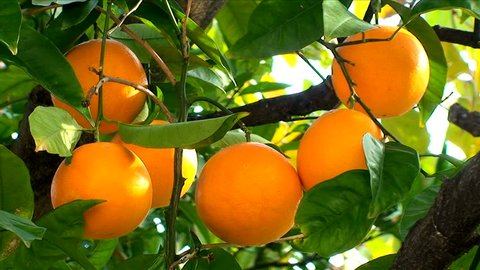 Orange fruit hanging on the tree. Orange trees with fruits on the plantation