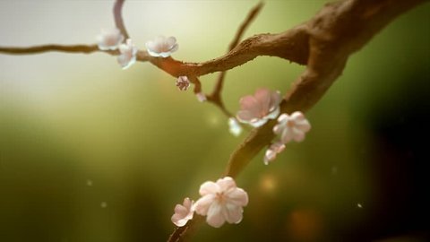 beauty sakura flowering