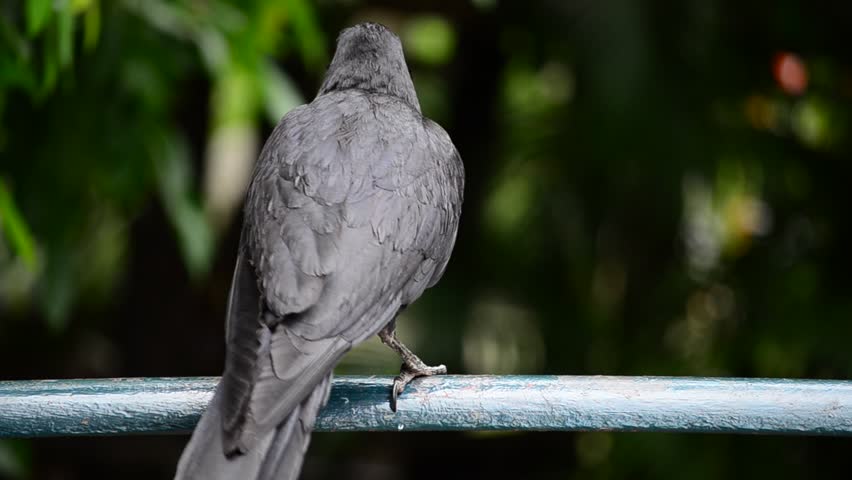 Crow find food in a zoo Bangkok,Thailand