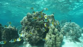 Shallow coral reef with tropical fish Pacific double-saddle butterflyfish, underwater scene, Pacific ocean, French Polynesia