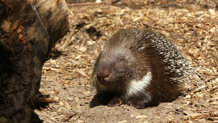 The crested porcupine (Hystrix cristata) is a species of rodent in family Hystricidae. It is extant in Italy, North Africa and sub-Saharan Africa.