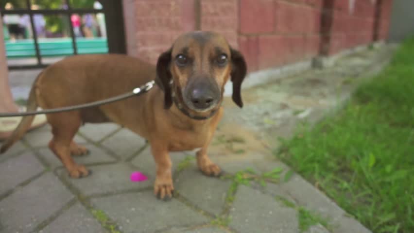 Slow Motion: Dachshund is short-legged, long-bodied, hound-type dog breed. Standard size dachshund was developed to scent, chase, and flush out badgers and other burrow-dwelling animals.