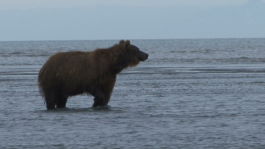A Brown Bear aggressively pursues salmon on the Cook Inlet at Lake Clark,
