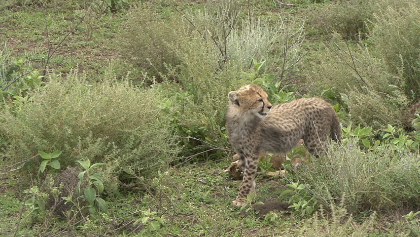A Cheetah cub walks away from dinner as mother approaches in Tanzania, Africa. 