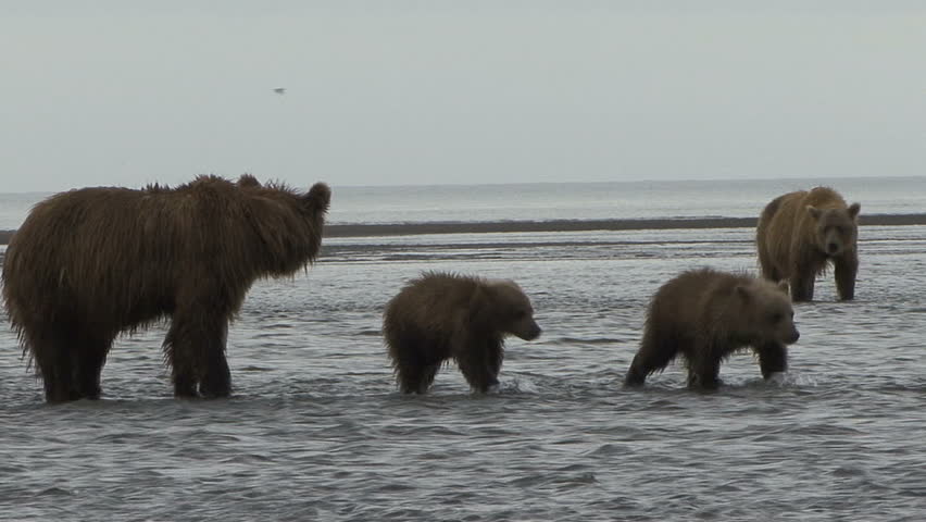 A Brown Bear mother and cubs run through Cook Inlet water at Lake Clark, Alaska.