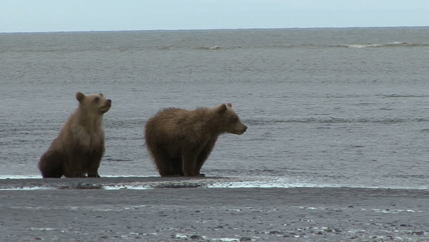 Brown Bear cubs vocalize their displeasure with their mother at Lake Clark, Alaska.