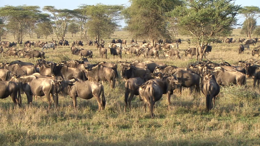 The wildebeest migration on a sunny morning. Tanzania, Africa. 