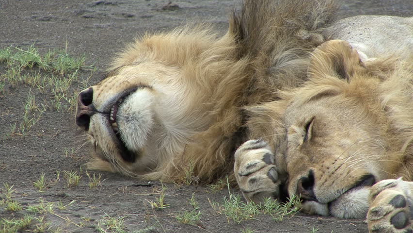 Two male lions do what lions do best, sleep.  Taken in Tanzania, Africa. 