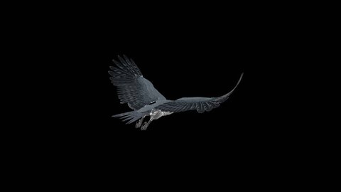Peregrine Falcon - Flying Loop - Back Angle View - Alpha Channel - 4K - 3D animation on transparent background for naturalistic and fantasy projects.