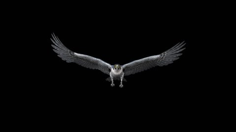 Peregrine Falcon - Flying Loop - Front Angle View - Alpha Channel - 4K - 3D animation on transparent background for naturalistic and fantasy projects.