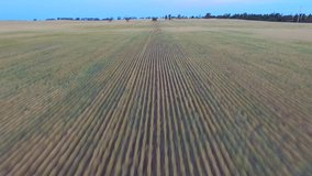 Aerial views of dry land farming and cropping in Australia, featuring fields of meadow hay, lucerne, barley and straw in drought affected outback rural Australian regional areas.
