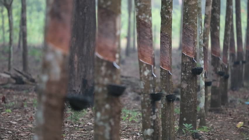 rubber tree of asia