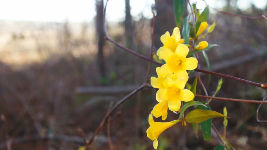 Yellow Jasmine is a beautiful but deadly southern flower.