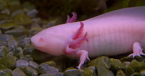 Axolotl Mexican Salamander Ambystoma Mexicanum Stock Footage Video 100 Royalty Free Shutterstock