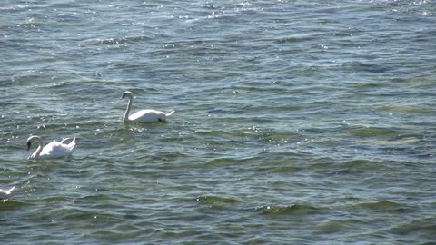 Elegant swans on the ocean