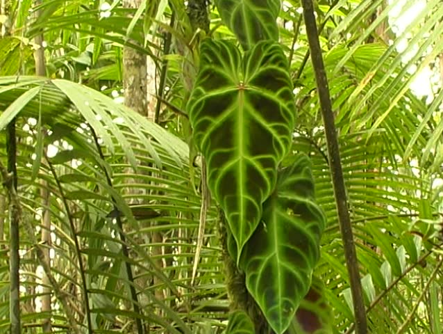 Philodendron Climber With Variegated Leaves Stock F