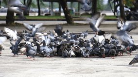 Flock of Pigeons flying off from the feeding area in the park,Phuket Thailand.