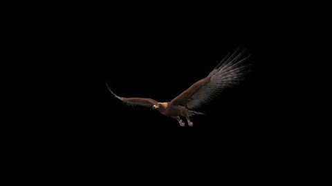 Golden Eagle - Flying Loop - Side Angle View - Alpha Channel - 4K - 3D animation of prey bird isolated on transparent background for your nature, travel and fantasy projects.